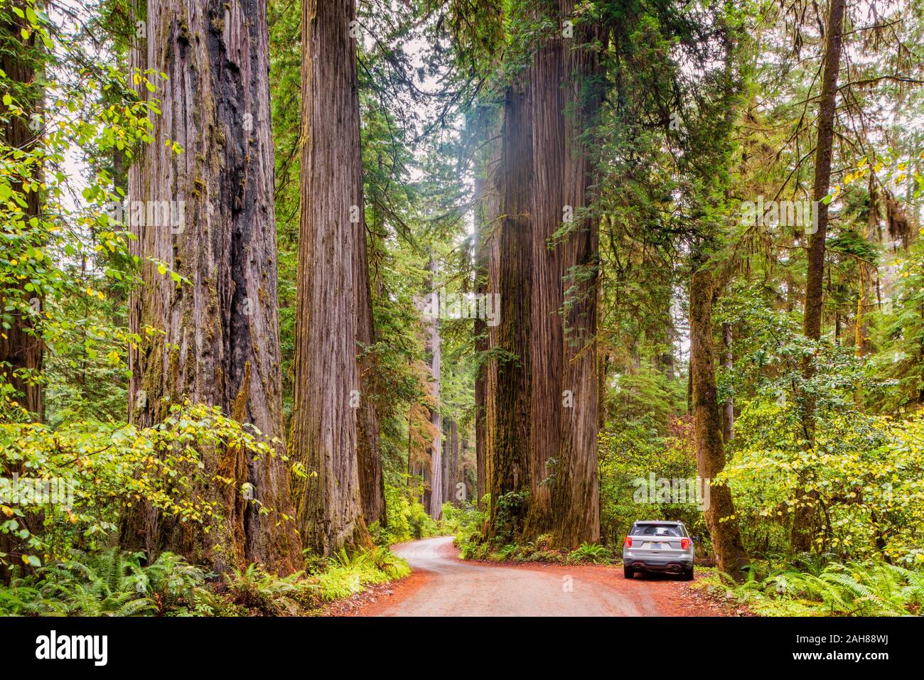 Sinuoso camino de tierra en el Parque Nacional Redwood California EE.UU. Foto de stock