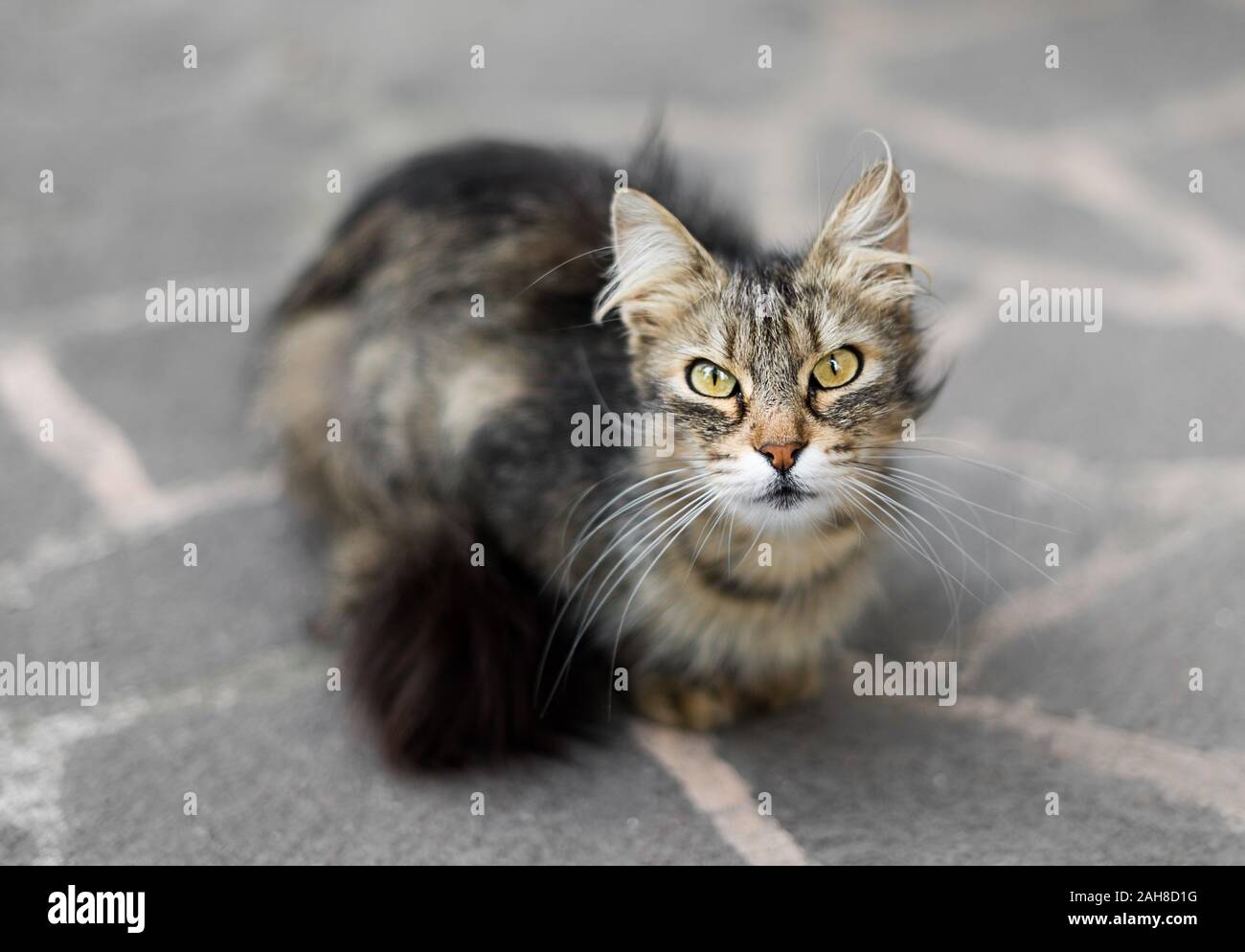 Primer plano de una hembra peluda de gato noruego sentado en el pavimento y mirando de nuevo a la cámara Foto de stock