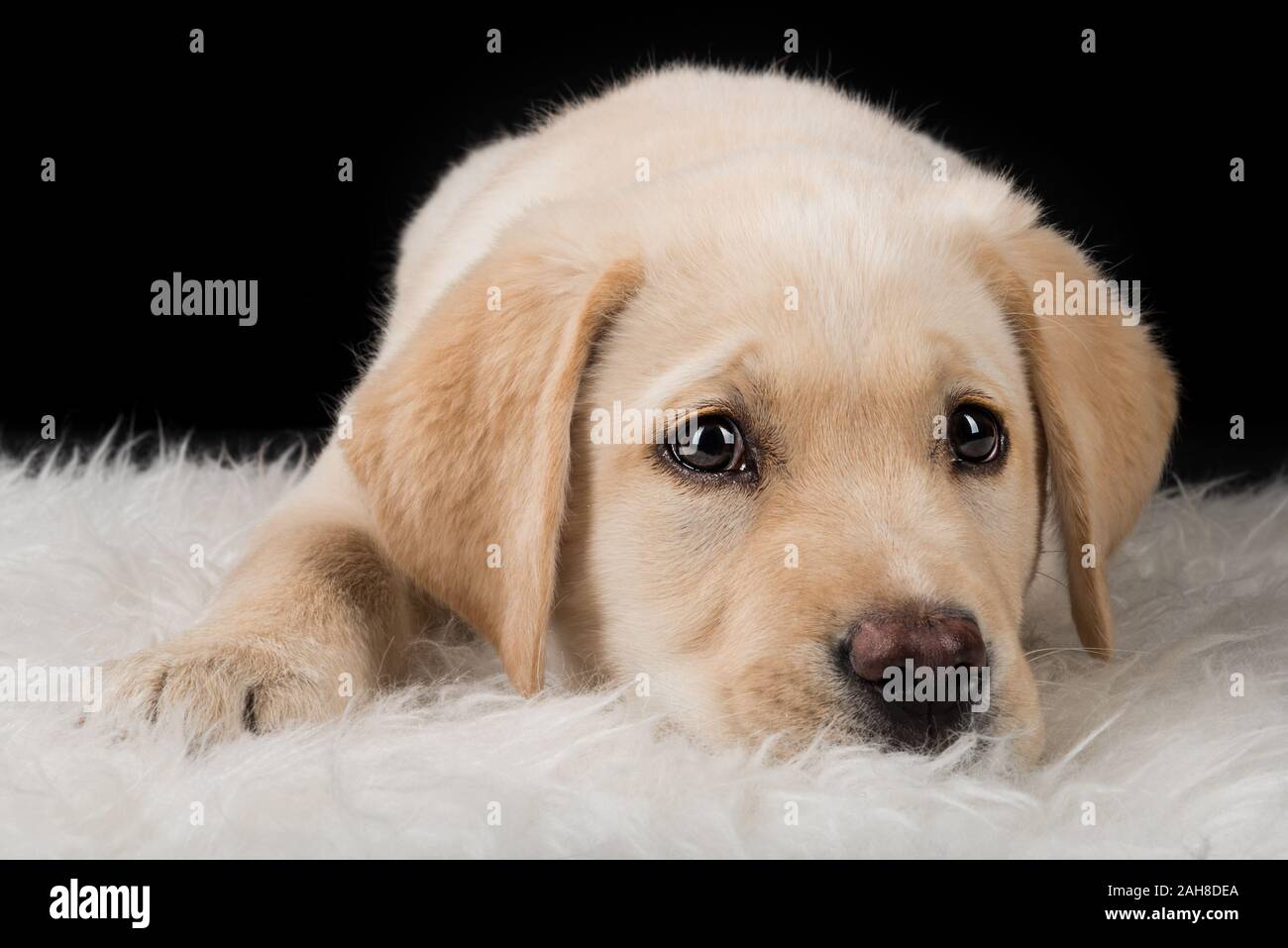 Primer plano retrato de un joven perro labrador sentado sobre una alfombra sobre un fondo negro Foto de stock