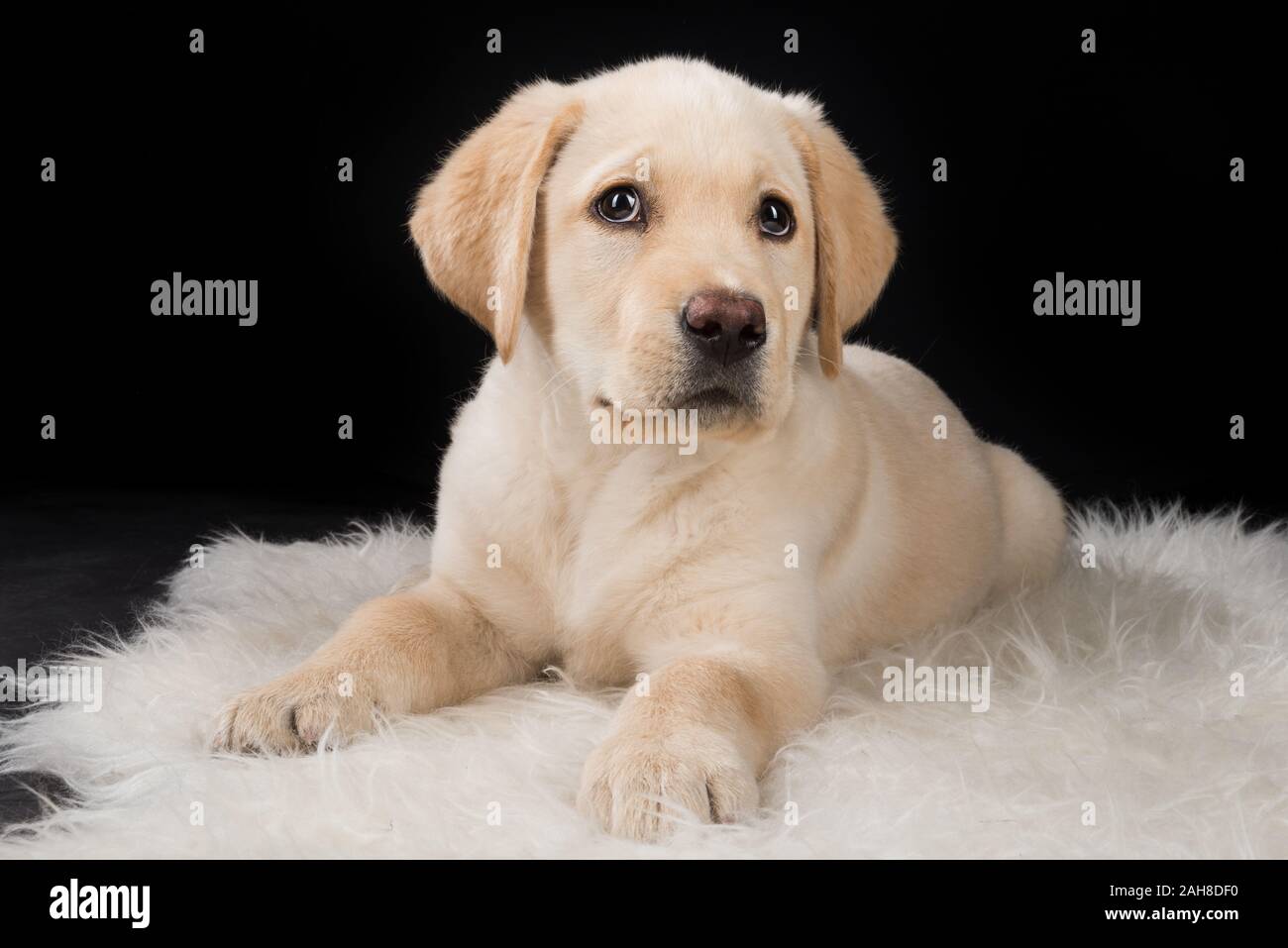 Primer plano retrato de un joven perro labrador sentado sobre una alfombra sobre un fondo negro Foto de stock