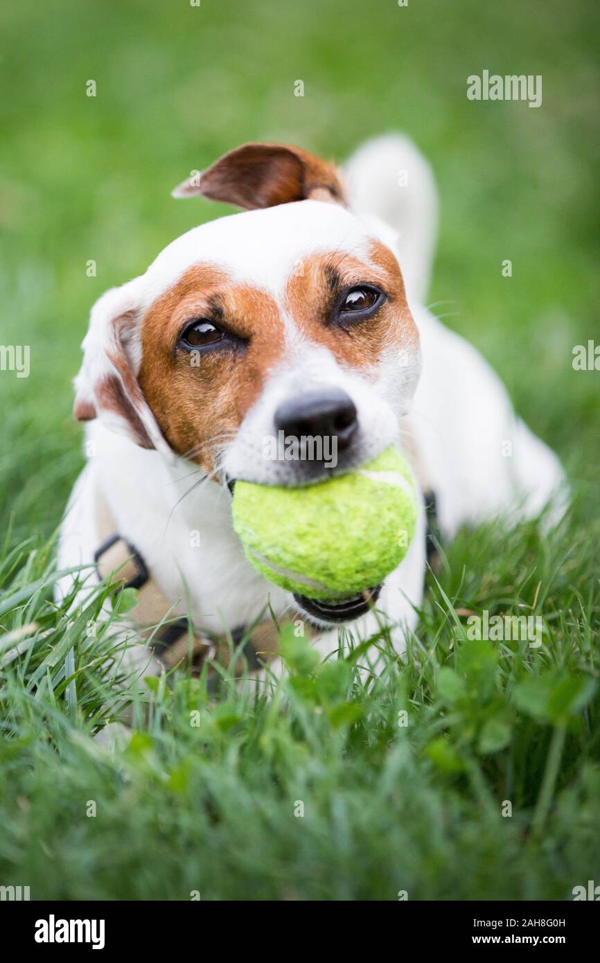 Primer plano de un pequeño y juguetón perro mut de pie sobre la hierba verde y sosteniendo una pelota de tenis amarilla en su boca Foto de stock