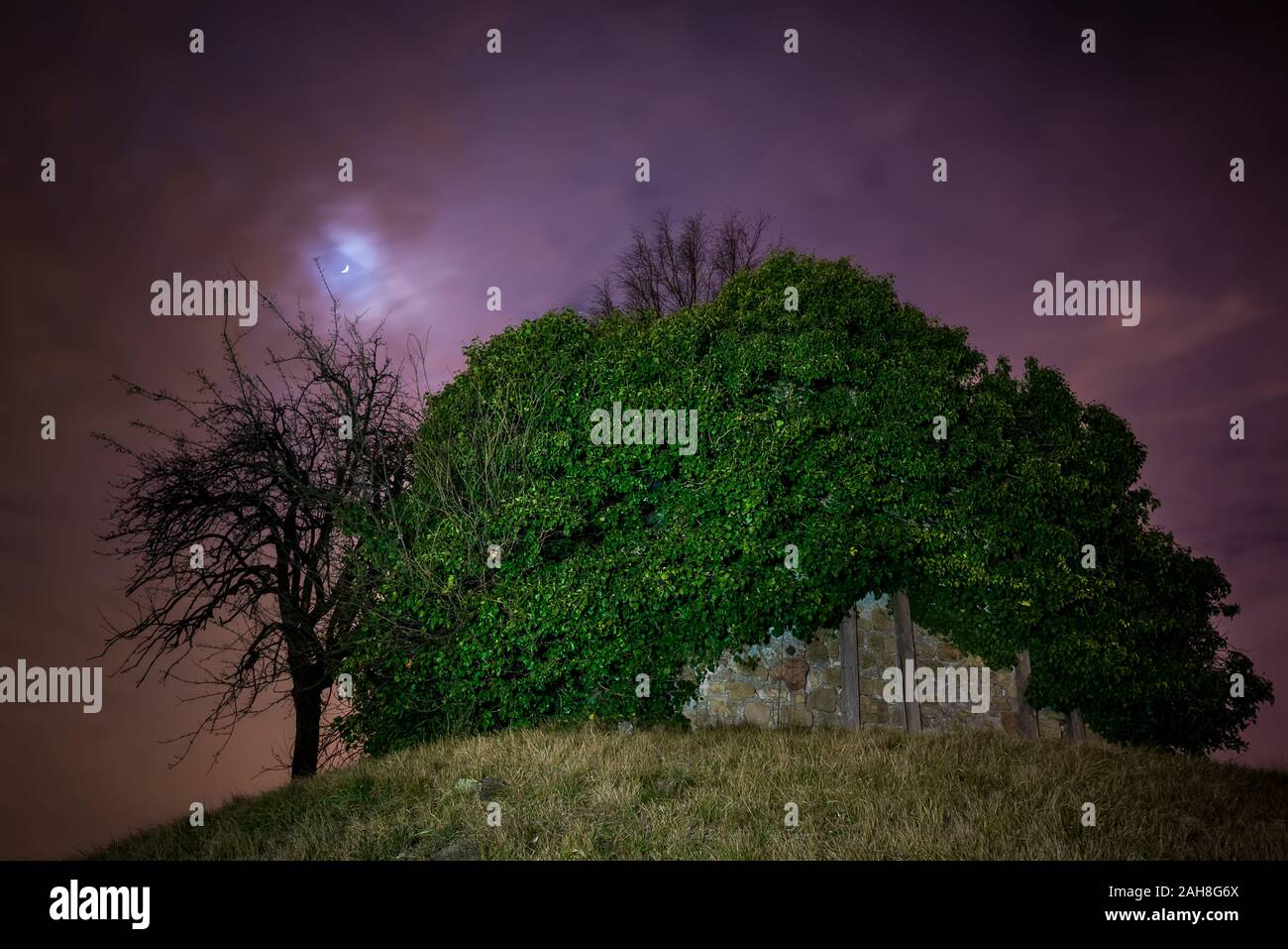 Amplio ángulo de vista de un árbol muerto y una iglesia cubierta de hiedra en la cima de una colina, bajo una luna llena en un cielo púrpura Foto de stock