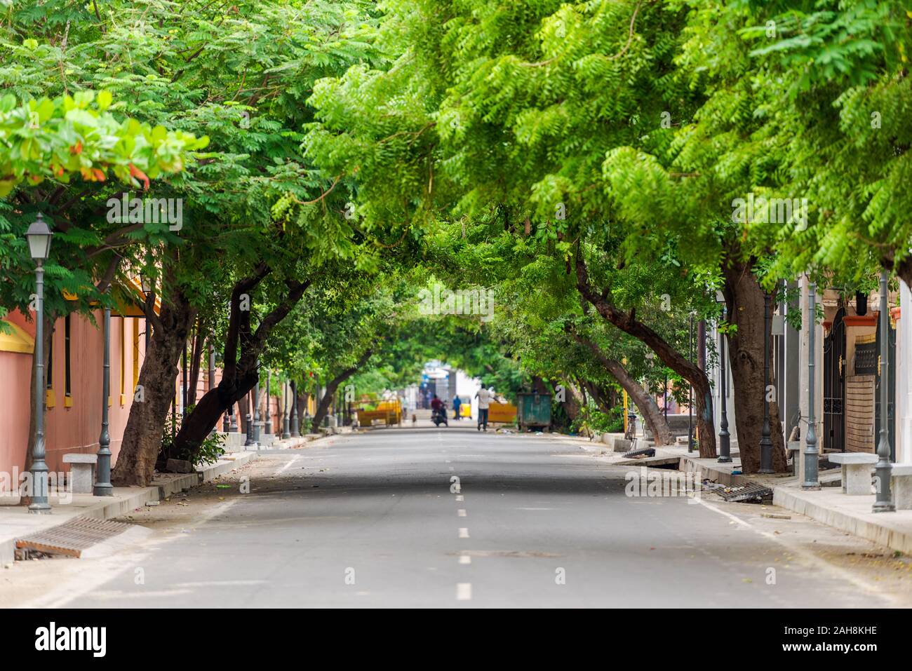 De pie en medio de una carretera con grande hermoso callejón árboles en Puducherry, Sur de la India Foto de stock
