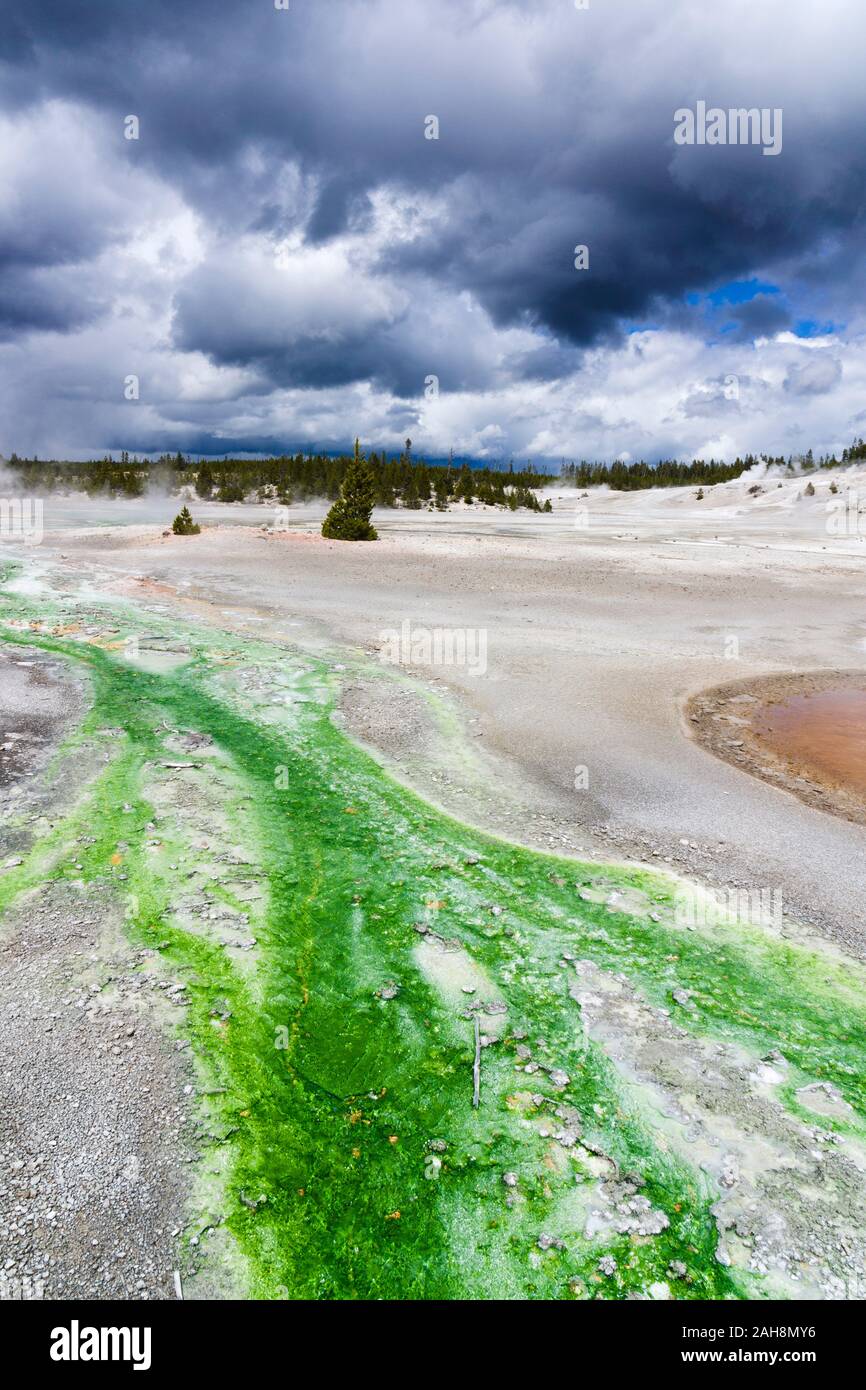 Colorido geyser el escurrimiento. Norris Géiser Cuenca, Parque Nacional Yellowstone, Wyoming, Estados Unidos Foto de stock