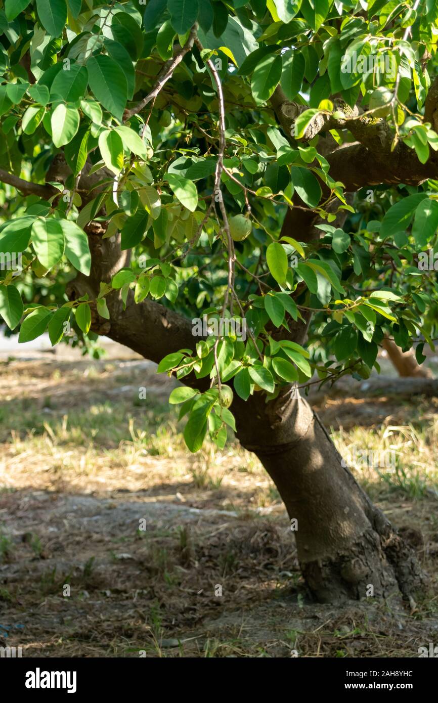 árbol de chirimoya fotografías e imágenes de alta resolución - Alamy