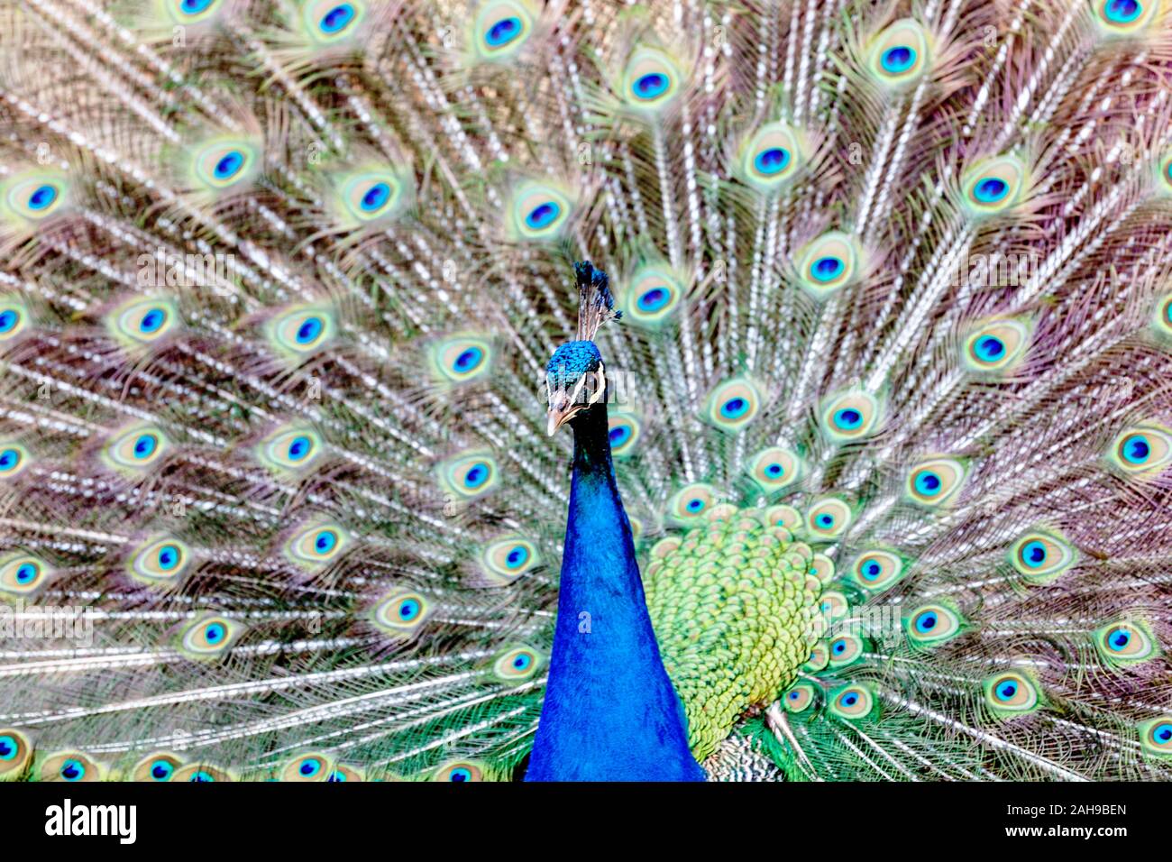 Pavo cristatus las plumas de pavo real macho mostrando coloridos cola Foto de stock