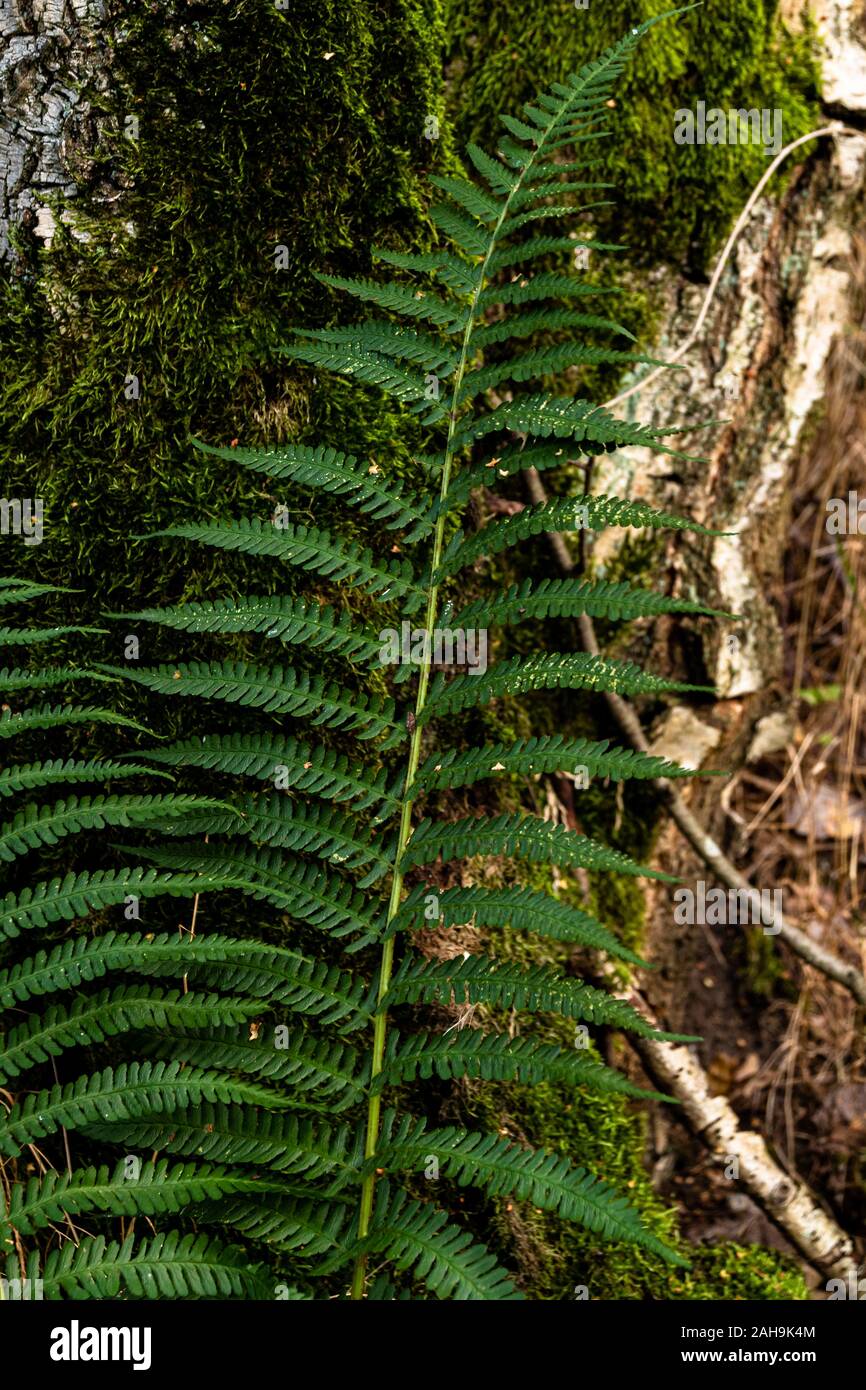 Zweig eines Nahaufnahme Waldfarns Foto de stock