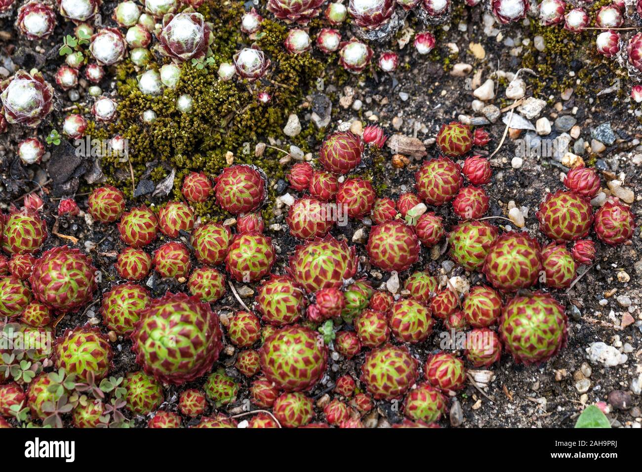 Roller Sempervivum globiferum 'arenarium' cubierta de planta alpina Foto de stock