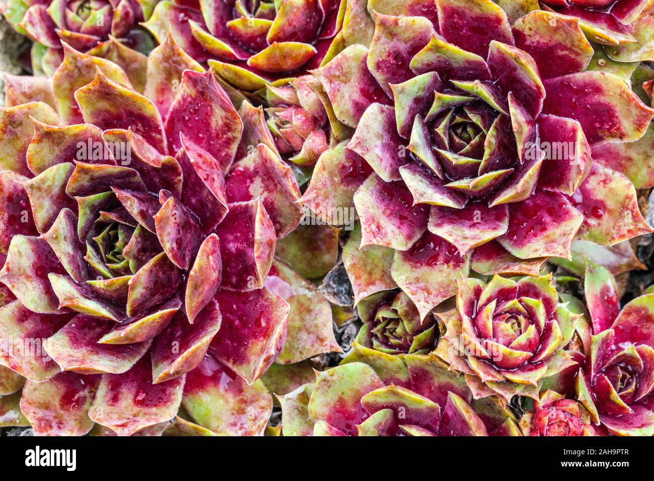 HEN y Chicks planta Sempervivum 'Fame' housaleek muy suculento Foto de stock