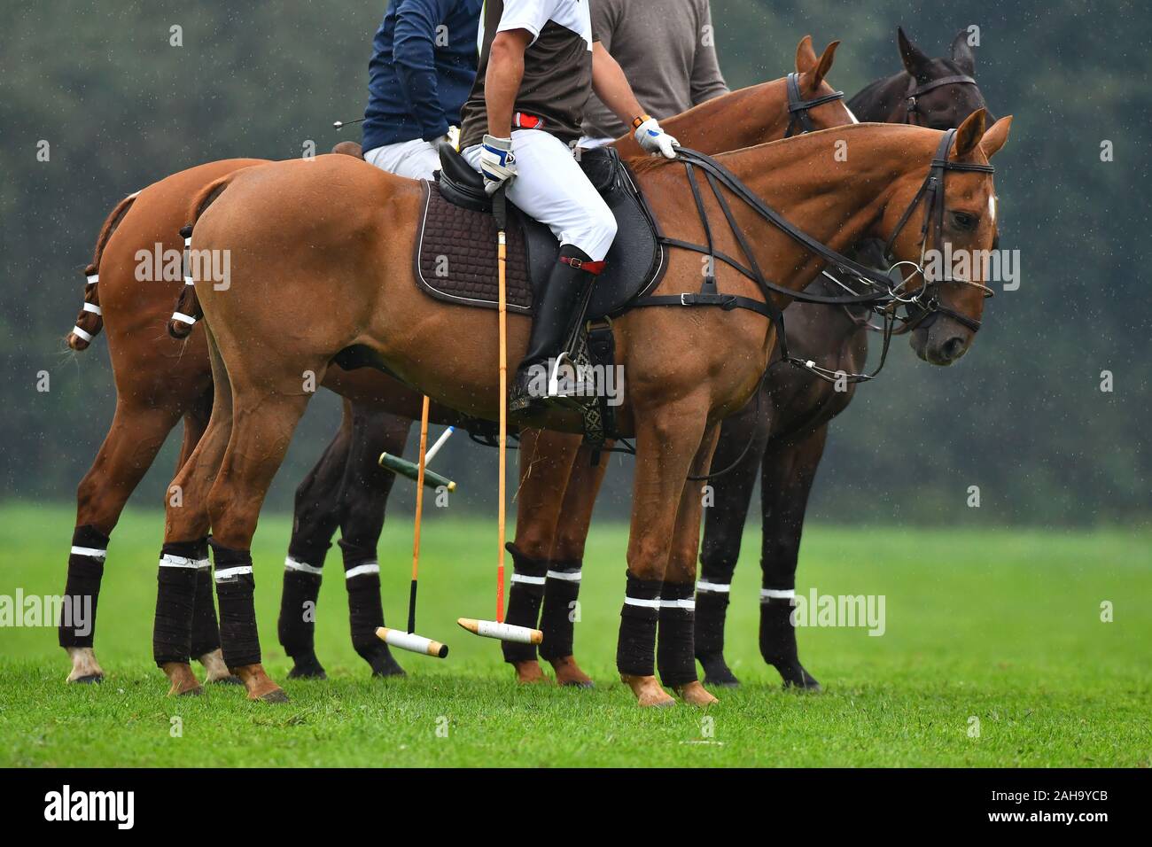 Caballos de polo fotografías de alta - Alamy