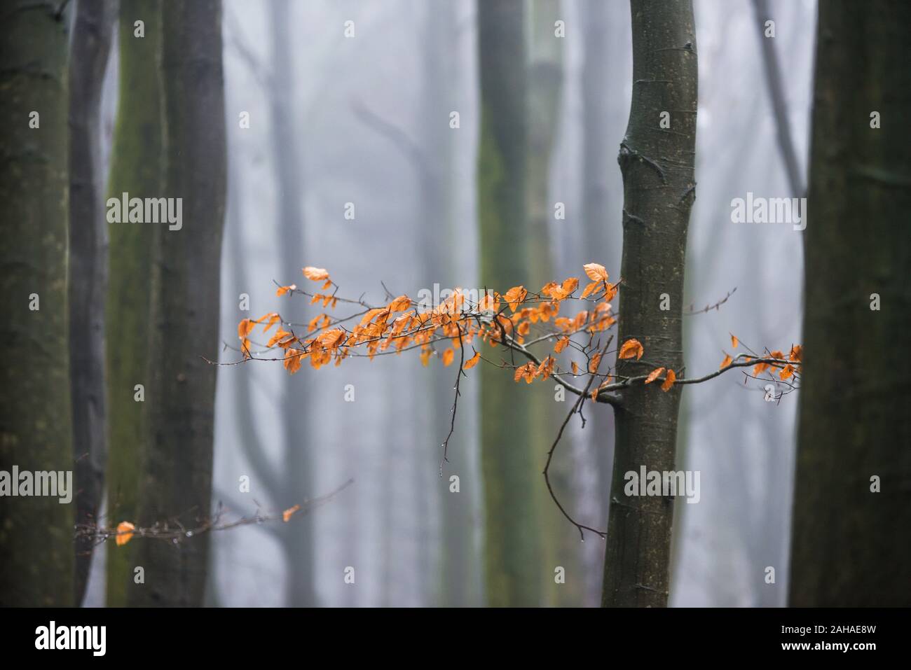 Misty Foggy Woodlands escena en una fría mañana de diciembre. Foto de stock