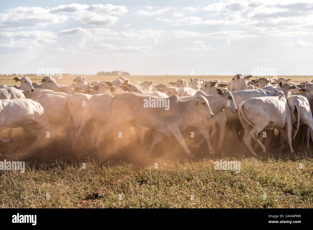 Vaca nelore fotografías e imágenes de alta resolución - Alamy