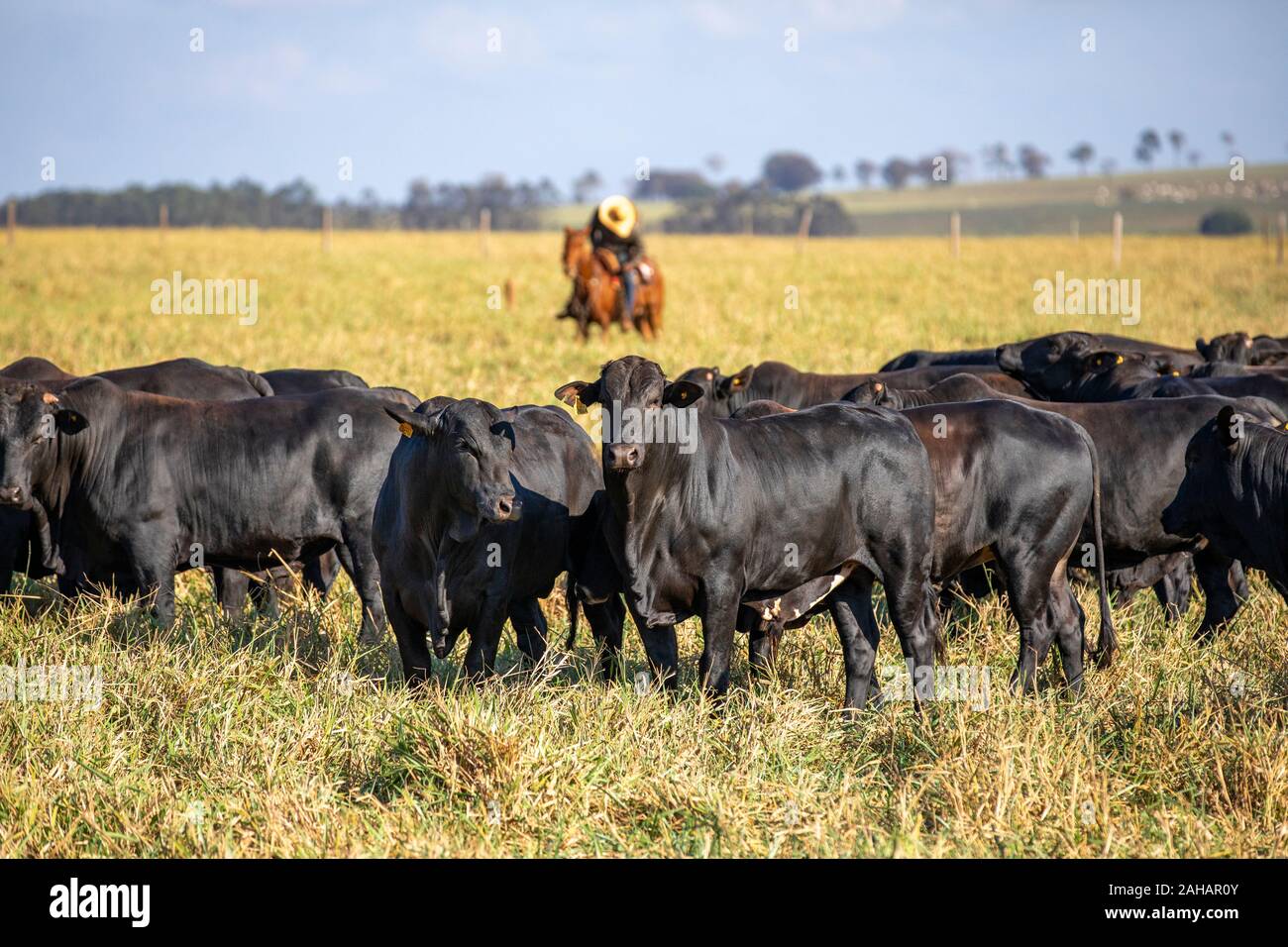 El ganado de la raza Angus en una granja en Paraná, Brasil Foto de stock