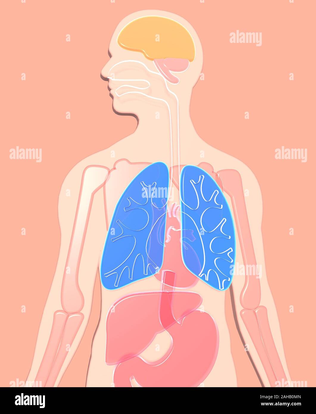 Ilustración 3D de la anatomía humana hecha de plástico semitransparente, sistema digestivo, esófago, duodeno, pulmones highlighte. Foto de stock