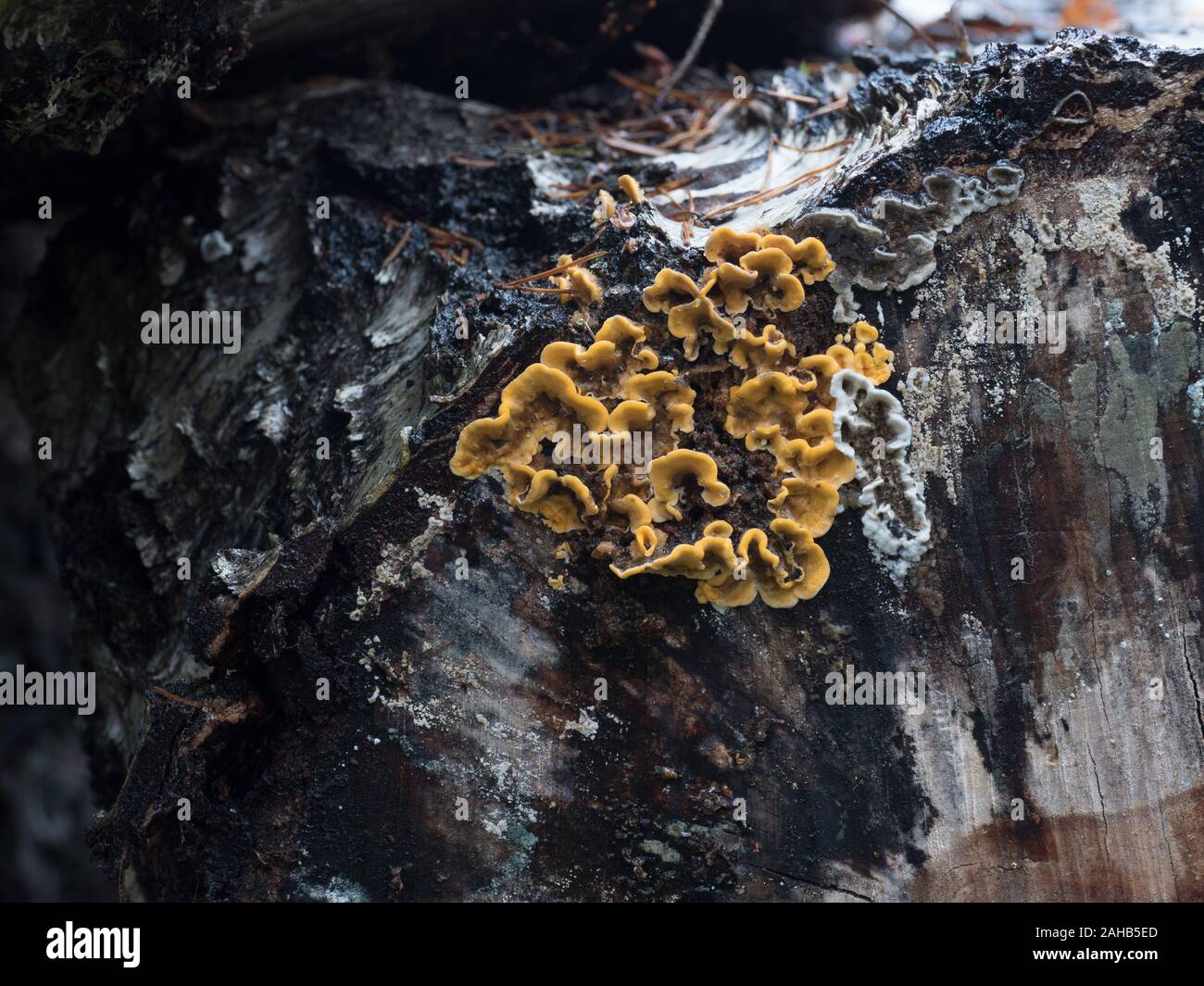 Stereum hirsutum, también llamado cola falsa de turquía y corteza de cortina peluda creciendo en un tocón de roble en Görvälns naturreservat, Järfälla, Suecia Foto de stock