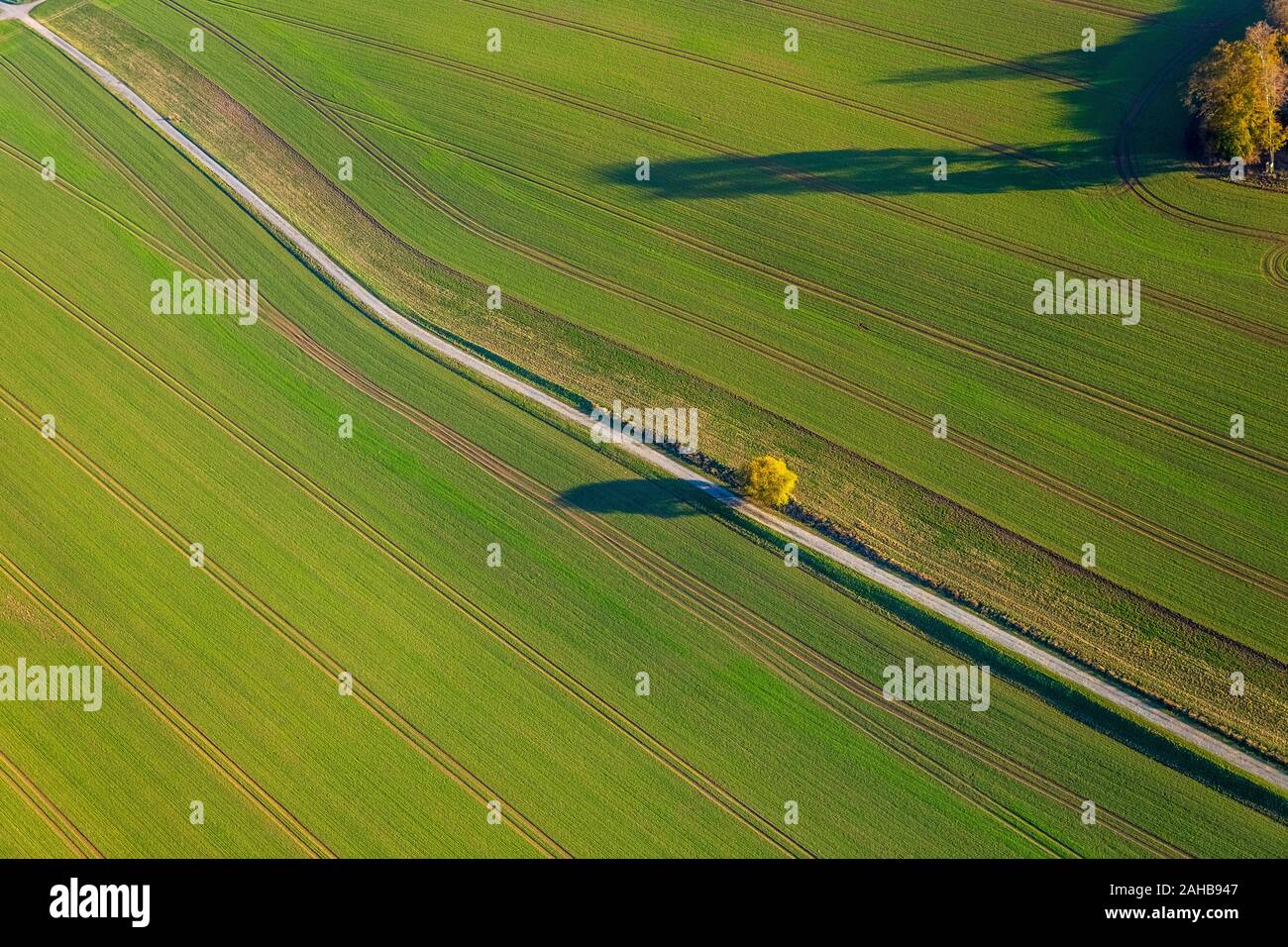 Foto aérea, solitario árbol en la cuneta, Zum Langenberg cerca Hennesee, Berghausen, Meschede, Sauerland, Renania del Norte-Westfalia, Alemania, ÁRBOL DE, UE Foto de stock