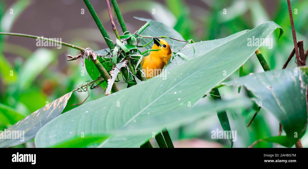 Taveta golden Weaver (Ploceus castaneiceps) sentados en un leafstalk Foto de stock