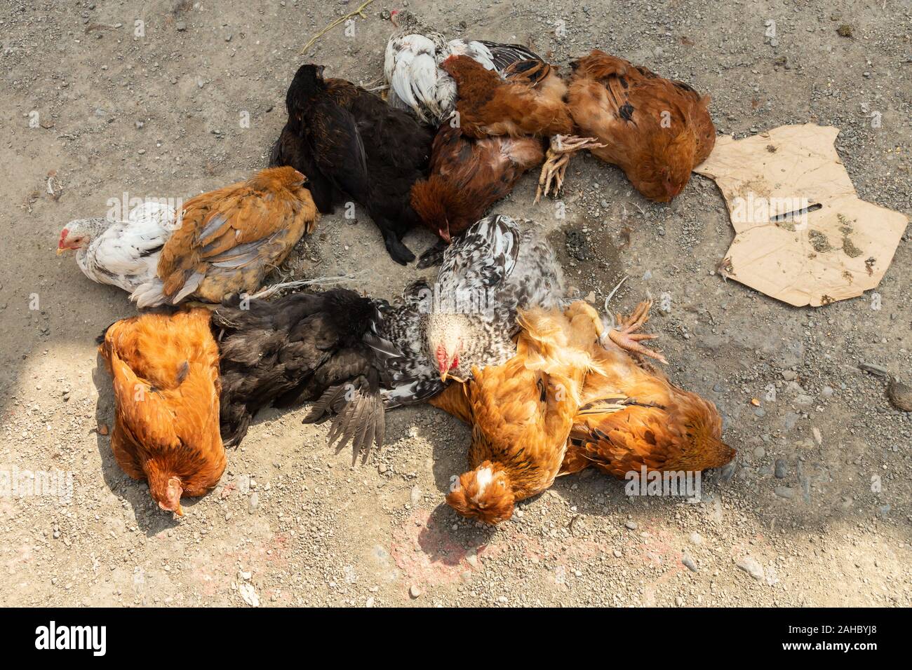 Venta de pollos fresco fotografías e imágenes de alta resolución - Alamy