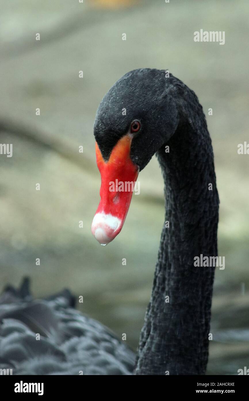 Black Swan Cygnus atratus Foto de stock