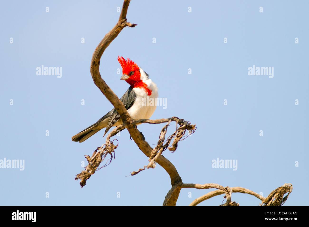 Rojo-crested cardenal Paroaria coronata, un pájaro cantor con una prominente cabeza roja y cresta. Esta especie pertenece a la familia de las tangaras Thraupidae. Foto de stock