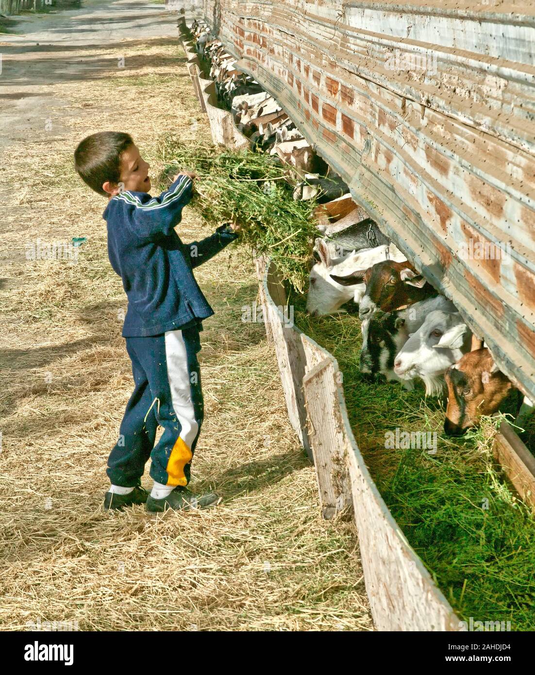 Granja de productos lácteos de cabra, de siete años de edad materna el heno de alfalfa para cabras lecheras, comedero, "Capra hircus angagnus'. Foto de stock