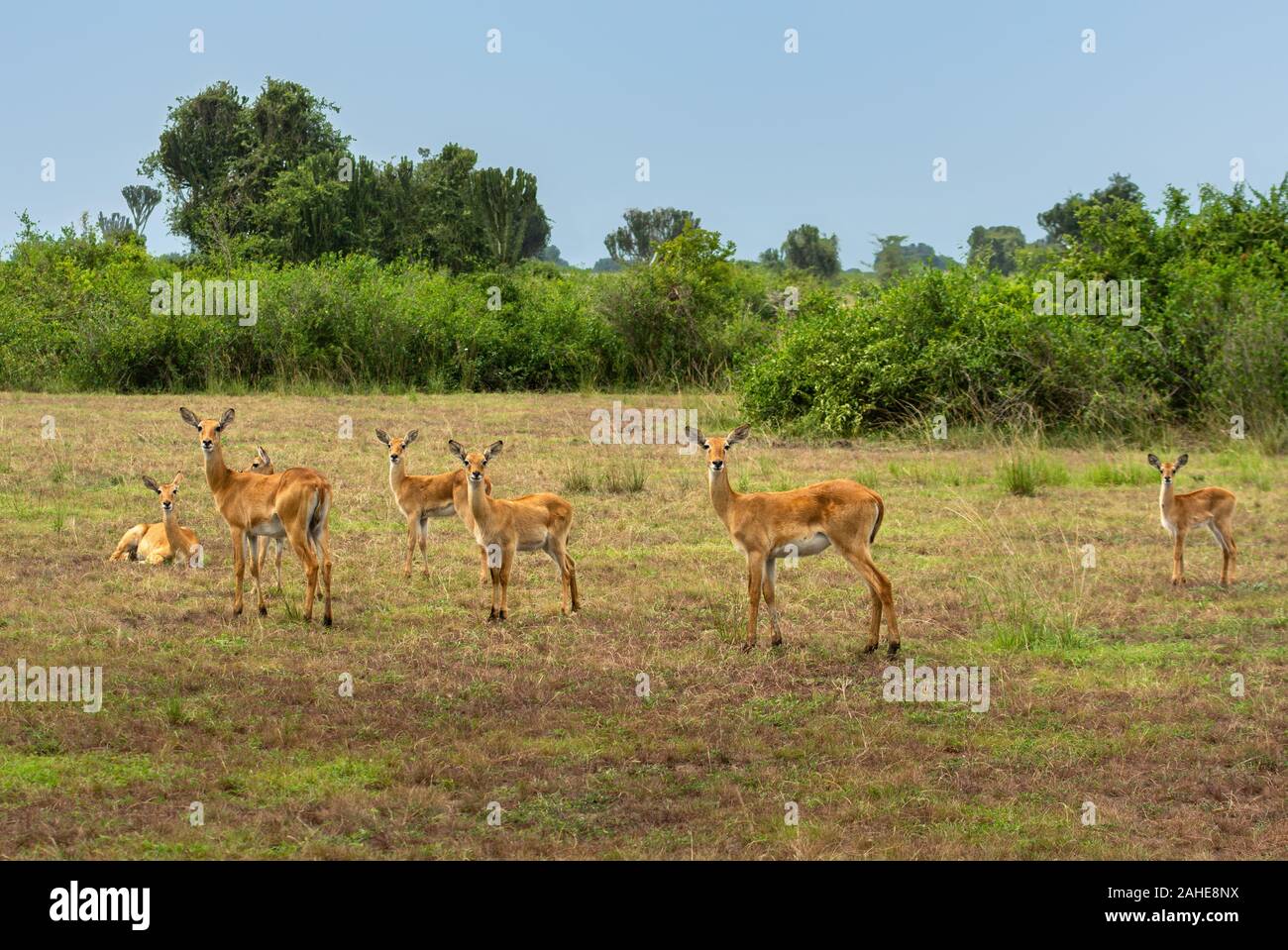 Kop ugandés en el Parque Nacional Queen Elizabeth Foto de stock