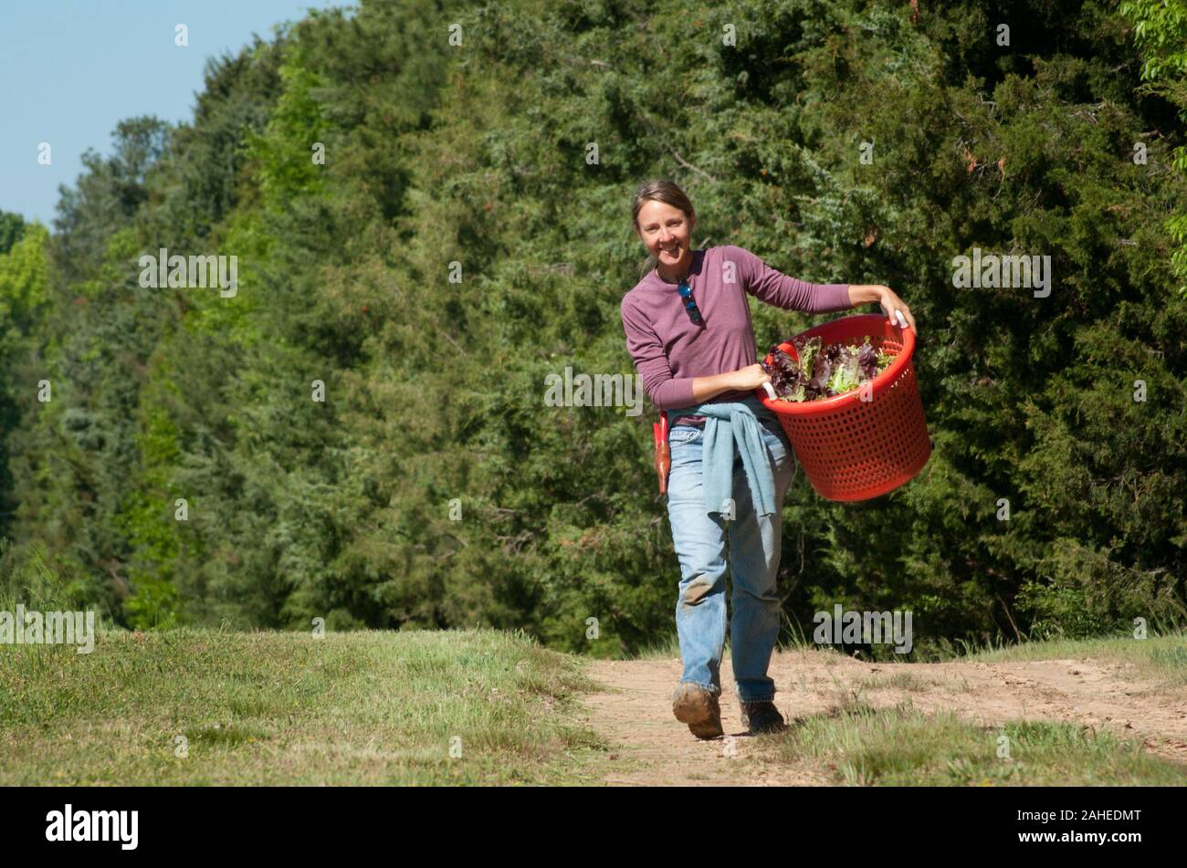 Amy's Organic Garden propietario Amy Hicks se puede encontrar este 5 de mayo de 2011 por la mañana, la cosecha de los Verdes en su granja en Charles City, VA. La Sra. Hicks' farm participa con fall line granjas una cooperativa local de alimentos en la zona de Richmond, VA que ofrece una amplia variedad de hogar, alimentos básicos y artículos de la especialidad en un entorno cambiante inventario de frutas, verduras, carnes, sopas, huevos, quesos, flores, miel, pastas, salsas, jarabes, productos horneados, setas, harina y granos. Los proveedores publicar lo que tienen en una Lulus listado en línea de alimentos locales y clientes (que pagan cuotas estacionales) puede hacer su selección. T Foto de stock