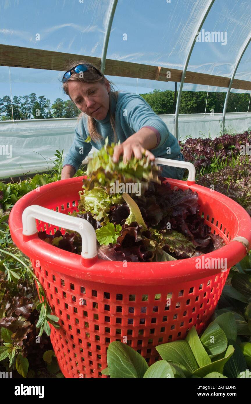 Amy's Organic Garden propietario Amy Hicks se puede encontrar este 5 de mayo de 2011 por la mañana, la cosecha de los Verdes en su granja en Charles City, VA. La Sra. Hicks' farm participa con fall line granjas una cooperativa local de alimentos en la zona de Richmond, VA que ofrece una amplia variedad de hogar, alimentos básicos y artículos de la especialidad en un entorno cambiante inventario de frutas, verduras, carnes, sopas, huevos, quesos, flores, miel, pastas, salsas, jarabes, productos horneados, setas, harina y granos. Los proveedores publicar lo que tienen en una Lulus listado en línea de alimentos locales y clientes (que pagan cuotas estacionales) puede hacer su selección. T Foto de stock