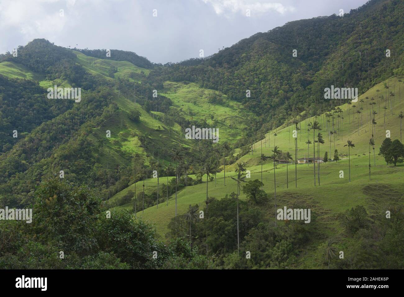 Palmas de cera (Ceroxylon quindiuense) en el verde Valle de Cocora, Salento, Colombia Foto de stock