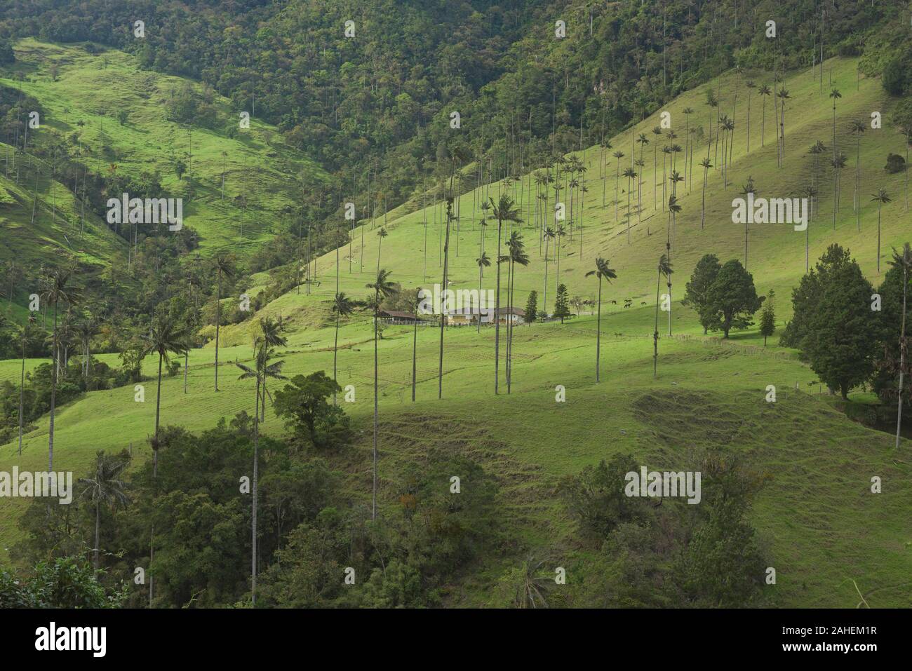 Palmas de cera (Ceroxylon quindiuense) en las palmas, el más alto del mundo, el Valle de Cocora, Salento, Colombia Foto de stock