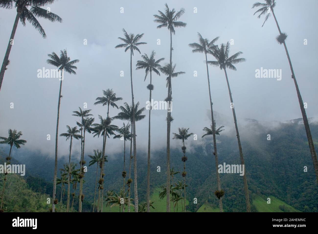 Palmas de cera (Ceroxylon quindiuense) en las palmas, el más alto del mundo, el Valle de Cocora, Salento, Colombia Foto de stock
