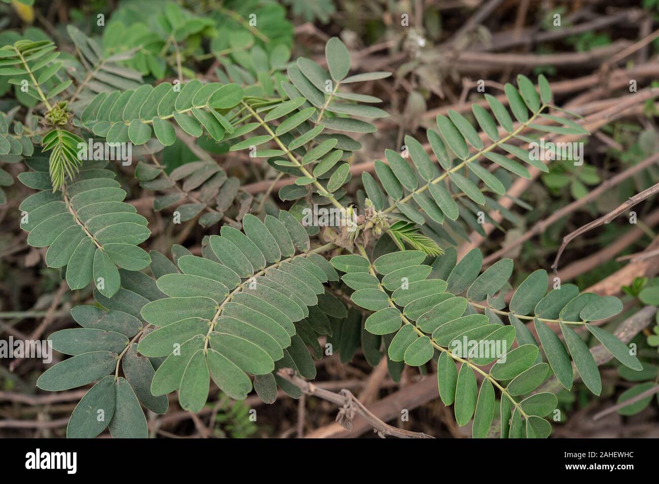 Hojas de Senna, Senna didymobotrya palomitas, Fabacee, el Área de