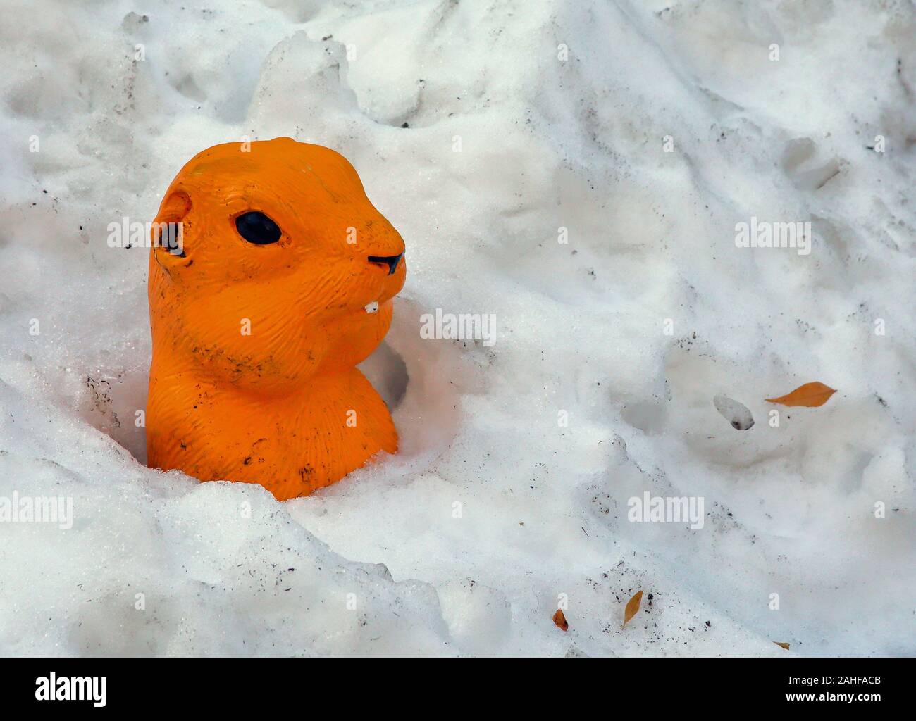 Plástico colorido Prairie Dog de cabeza y hombros vista en un banco de nieve Foto de stock