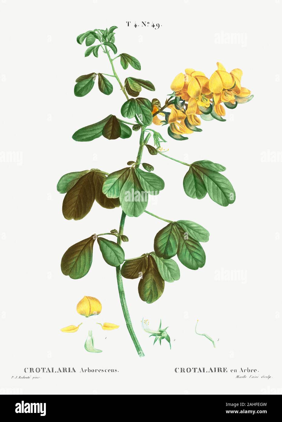Rattlebox (Crotalaria arborescens) del Traité des Arbres et Arbustes que l'on cultive en Francia en pleine terre (1801-1819) por Pierre-Joseph Redouté. Foto de stock