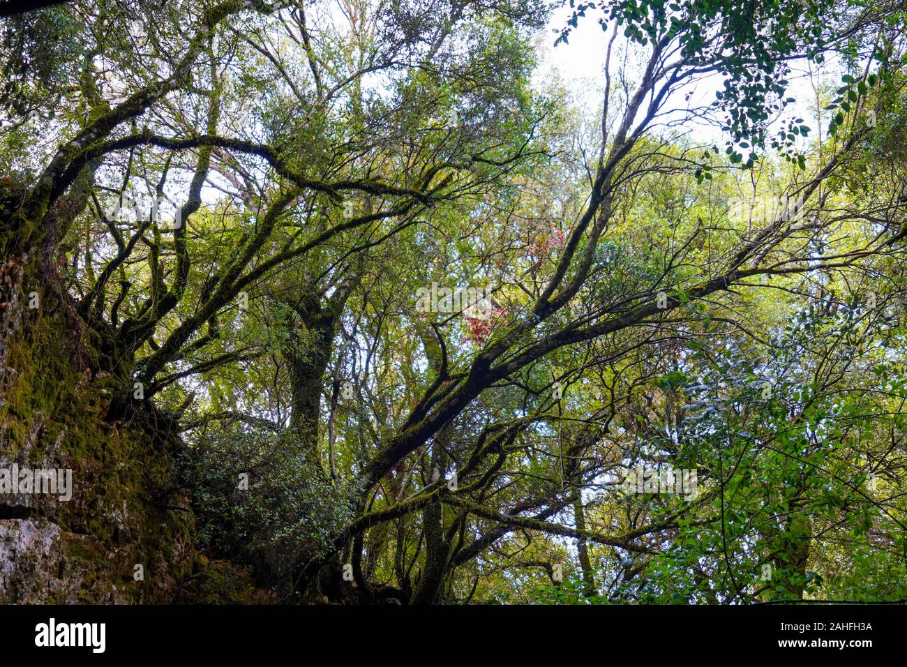El denso bosque de la isla griega de Cefalonia, Mar Jónico, Grecia Foto de stock