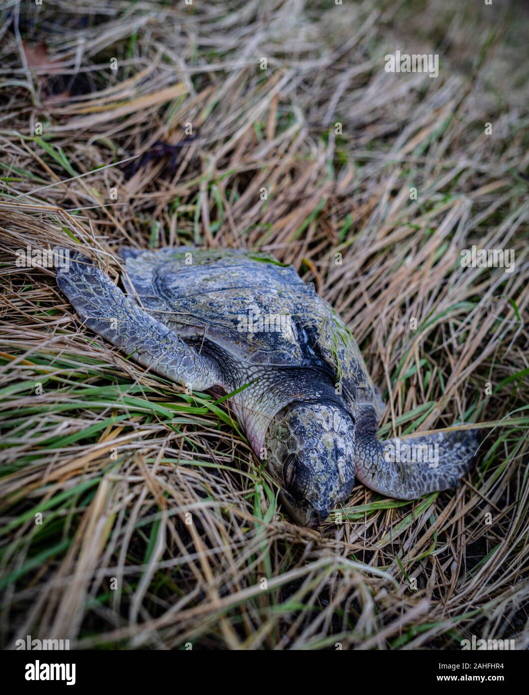 Ángulo de disparo de una tortuga de mar Muerto Kemps Ridley Foto de stock
