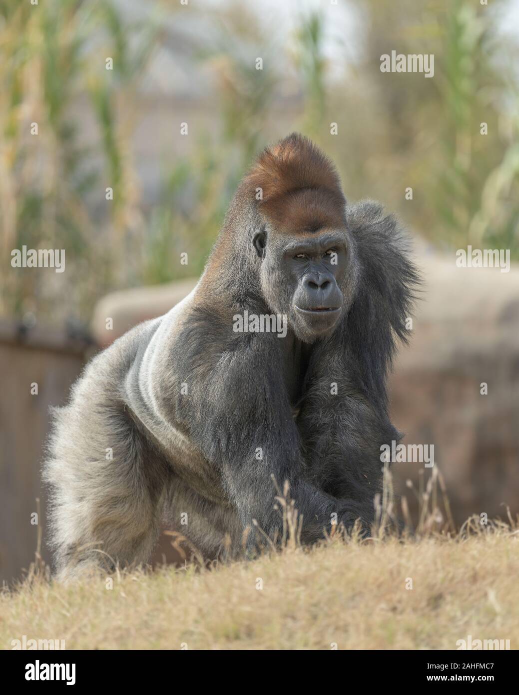 male gorilla looking e imágenes de alta - Alamy