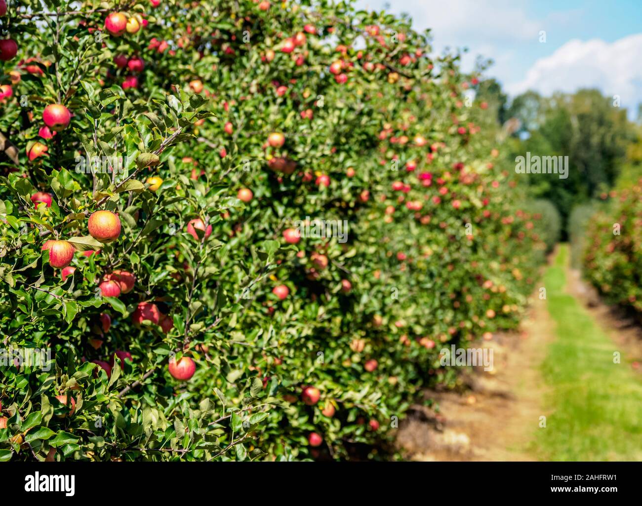 Apple Orchard, Chruslina, Voivodato de Lublin, Polonia Foto de stock