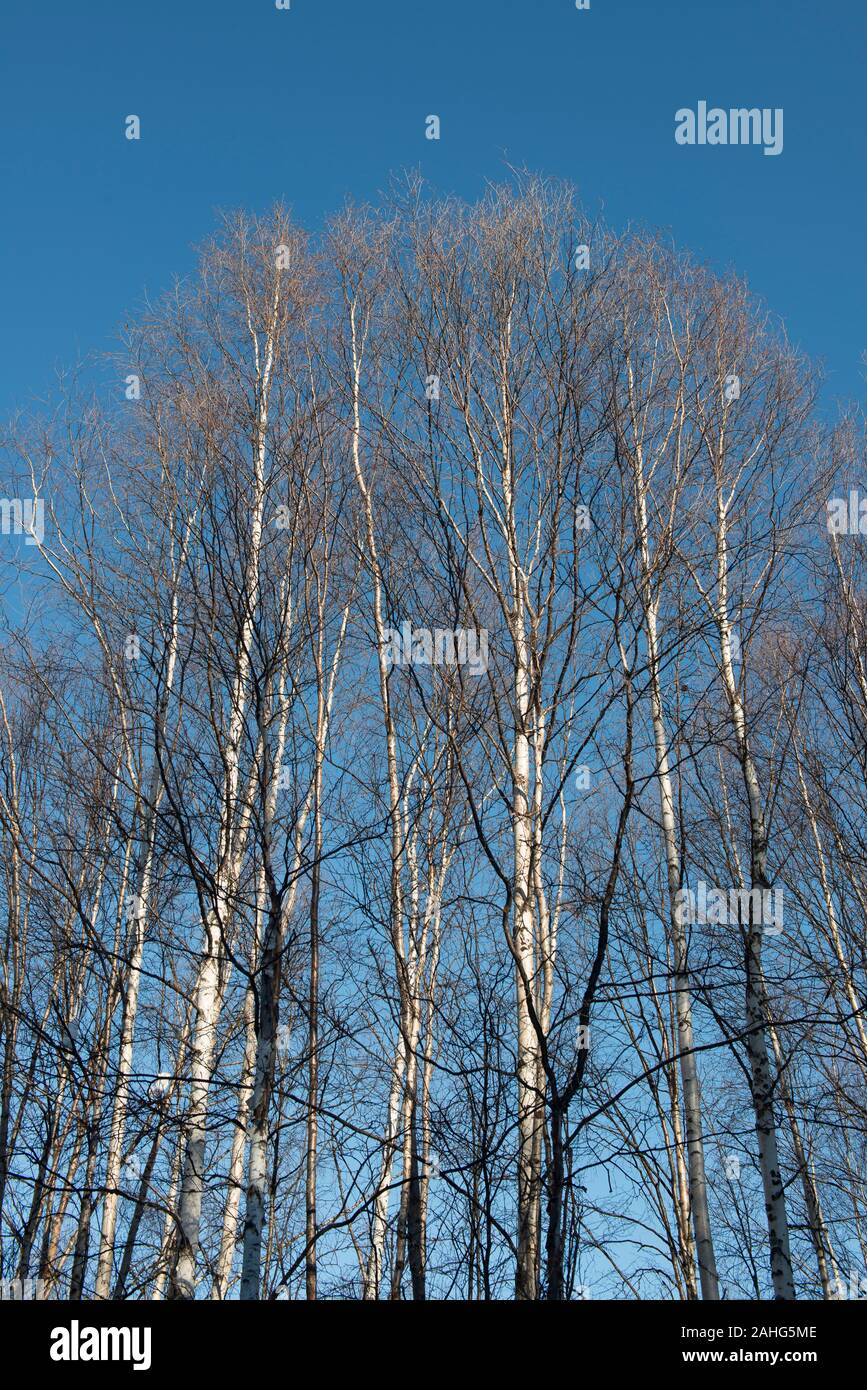 Deshojado abedules en invierno contra un cielo azul Foto de stock