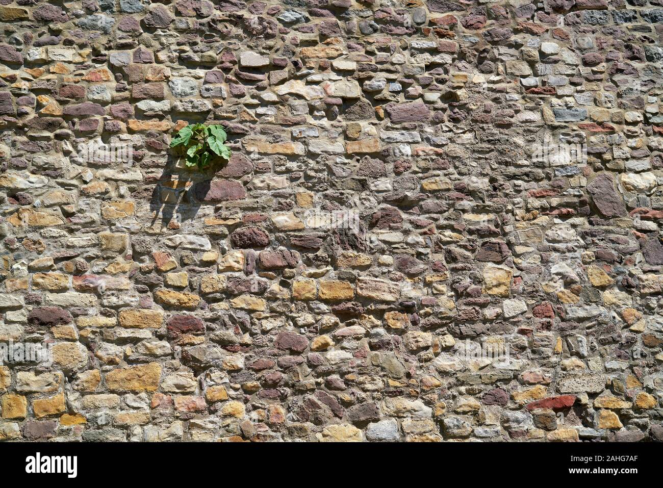 Lucha de supervivencia de una planta de calabaza en la histórica muralla de la ciudad de Magdeburgo en Alemania Foto de stock