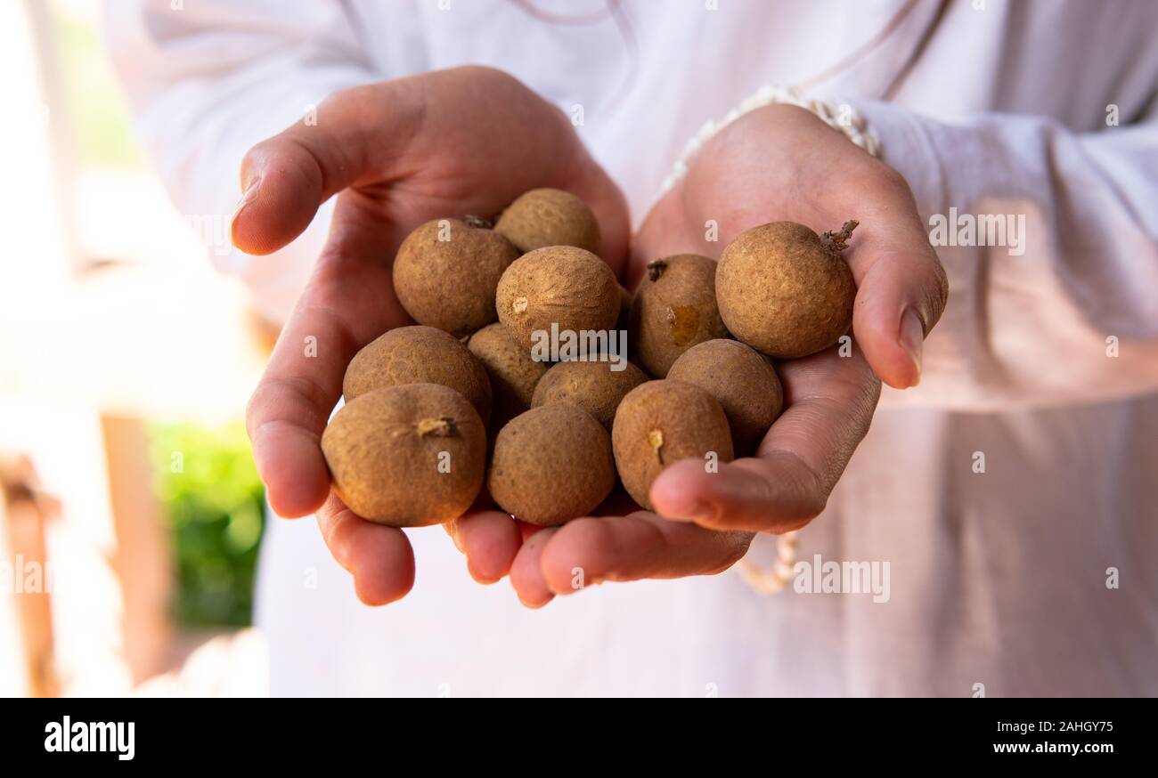 Longan es una inusual fruta tropical de Asia. Ojo de dragón, fruta