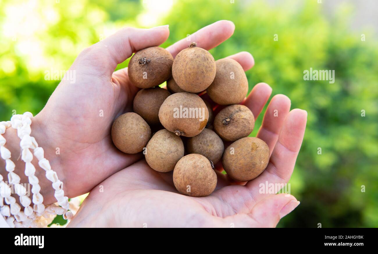 Longan es una inusual fruta tropical de Asia. Ojo de dragón, fruta