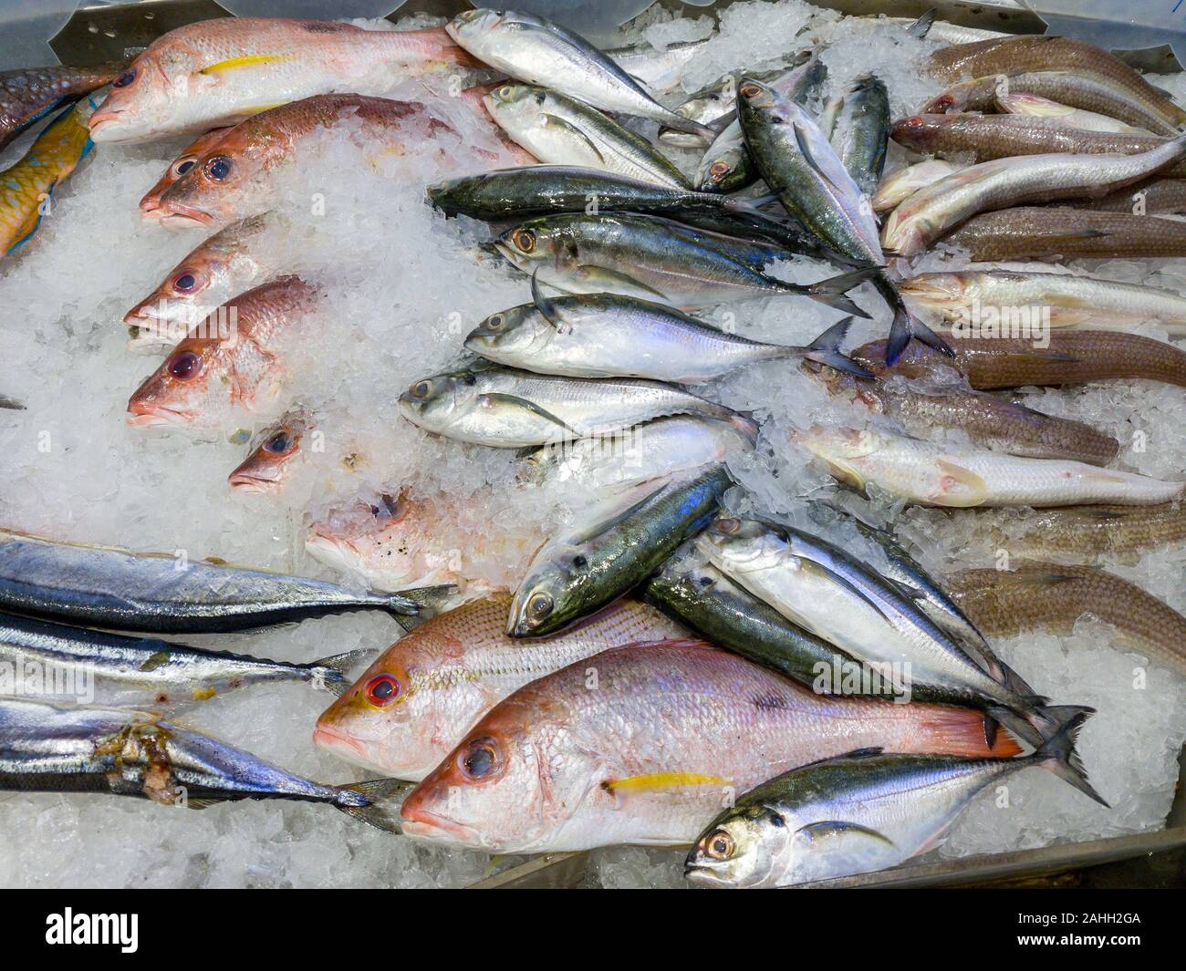 Surtido de venta de pescado fresco en el mercado de mariscos congelados  Fotografía de stock - Alamy