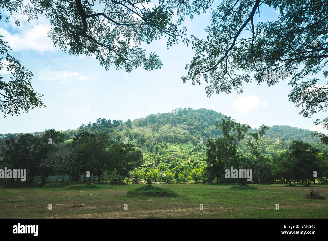 Campo de hierba con la montaña de fondo con la rama de un árbol en la parte superior en clima agradable día Foto de stock