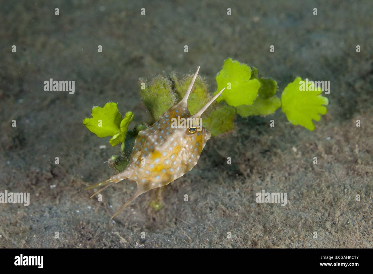 Longhorn cowfish, Lactoria cornuta, también llamado el Horned boxfish Foto de stock