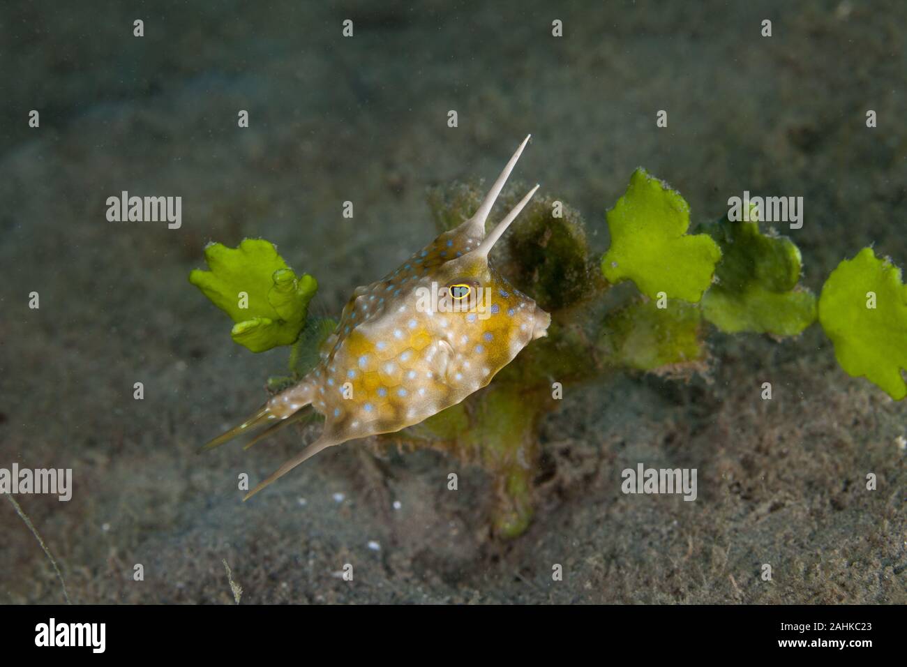 Longhorn cowfish, Lactoria cornuta, también llamado el Horned boxfish Foto de stock