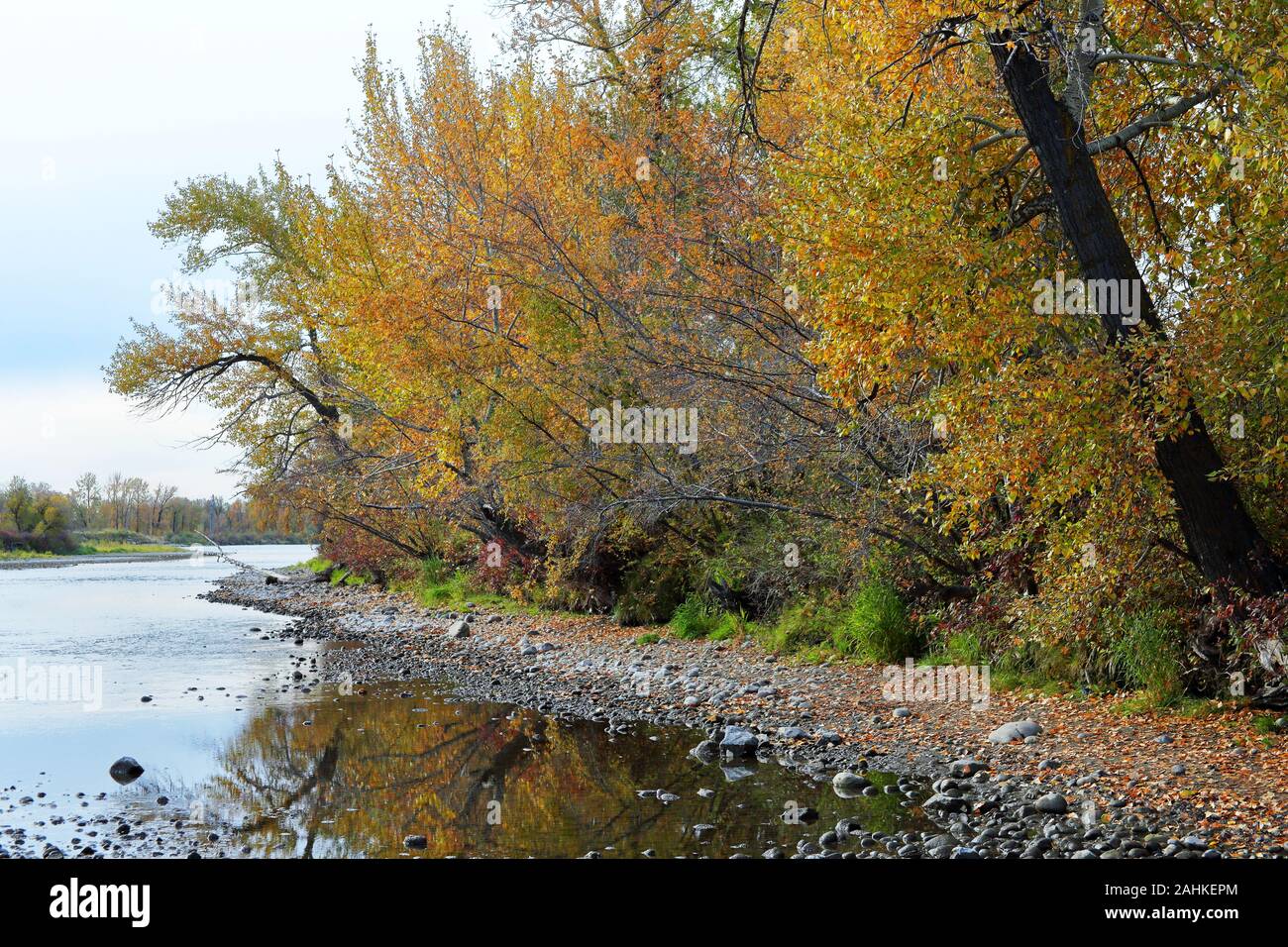 Bow River en otoño con árboles en colores de otoño en Calgary, Alberta Foto de stock