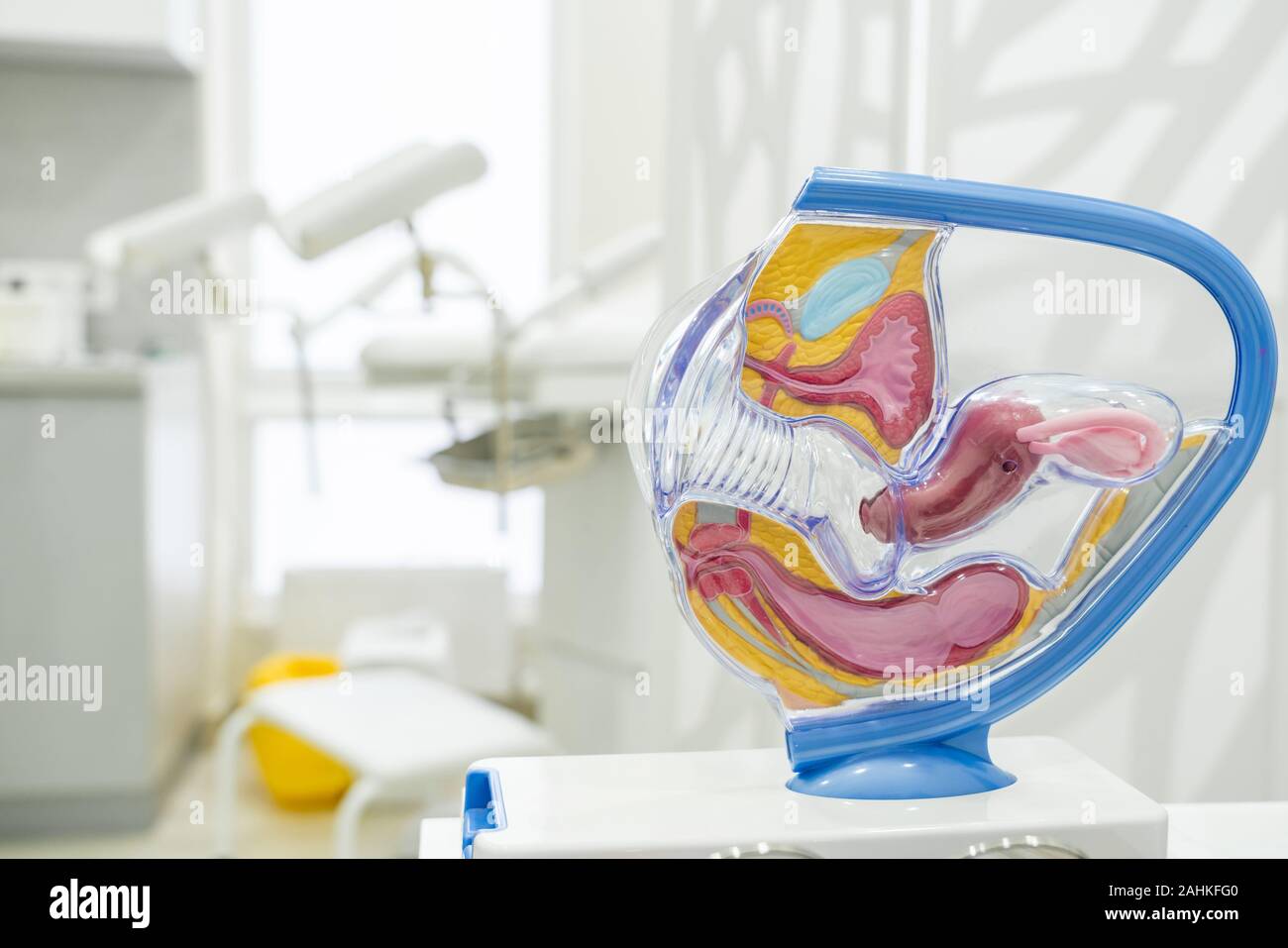 Anatomía del útero, las trompas de Falopio y los ovarios en ejemplo de  modelo anatómico del órgano genital femenino. Concepto para el estudio de  la anatomía del útero y appe Fotografía de
