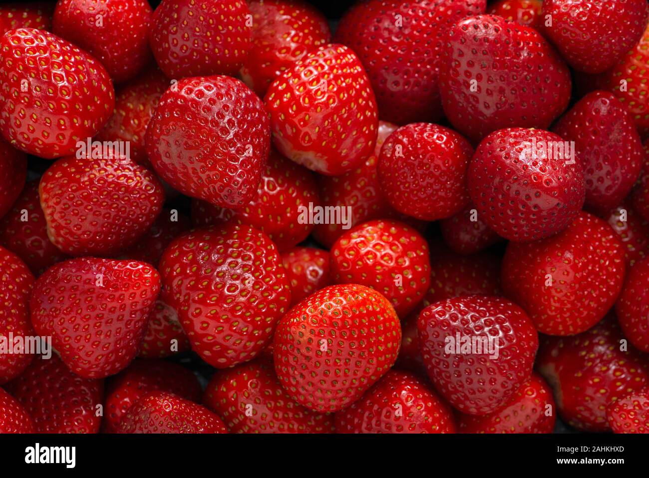 Cultivo de fresas rojas frescas orgánicas de trama de fondo Foto de stock