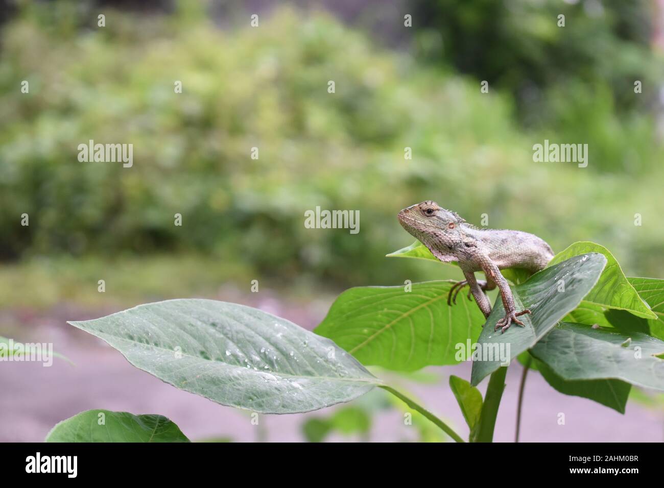 Jardín oriental (lagarto Calotes versicolor) el sol de la mañana. En la temporada de lluvias, su color de piel vuelta a verdoso. Foto de stock